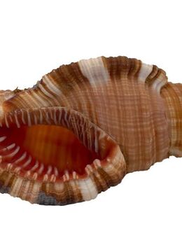 Echte Muschel Cemapium pillare ca. 8 cm - Meeresschnecke - Berlin