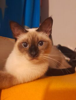 Reinrassige Siam Katze, Weibliche siam katze, Wunderschöne Siam - München Bogenhausen