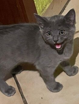 Wunderschöne Bkh Katze ab dem 20.10.25 abzugeben - Monheim (Rhein)