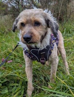Liv - Familienhund, lieb, mag Katzen - Blankenheim (Nordrhein-Westfalen)