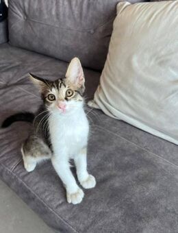 Sido - der verschmuste Kinderfreund - Kirchheim (München)