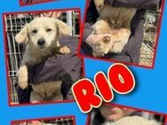Hübscher Rio- bald auf Pflegestelle! - Nürnberg