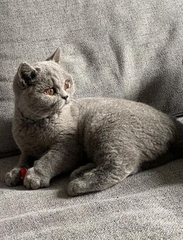 1 BKH - Britisch Kurzhaar Kitten 18 Wochen alt ab sofort abzugeben - Zeitz