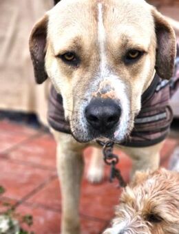 Traumhund - ENZA - wartet seit 2 Jahren - Kempen