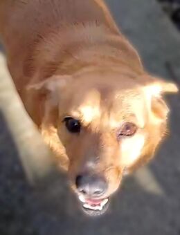 Bobo - freundlicher Hund sucht Familie - Hausen (Würzburg)