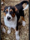 12 Wochen alter Mischlingswelpe sucht aufgrund Hundehaarallergie schnellstmöglich ein neues Zuhause in 21755