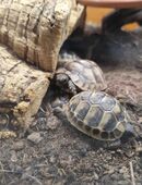 Maurische und Griechische Landschildkröten - Nachzucht 2025 in liebevolle Hände abzugeben. in 04651
