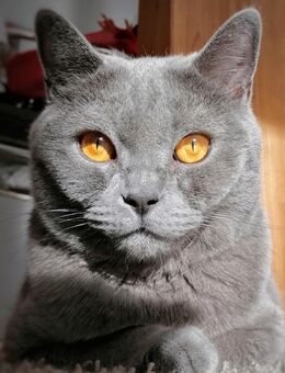 BKH Kater Smoky (reinrassig) - Radolfzell (Bodensee)
