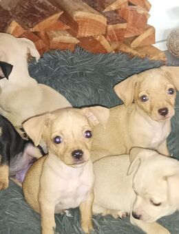 Zuckersüße Chihuahua - Zwergpinscher Welpen - Flensburg