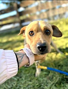 Biskuit der kleine Hund mit Grßen Herz - Altena