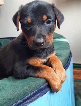 Dobermann Welpen - Kalbe (Milde)