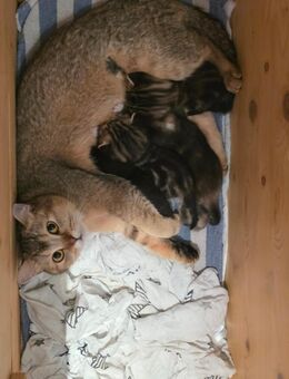 Wunderschöne BKH britisch kurzhaar kitten - Erkelenz