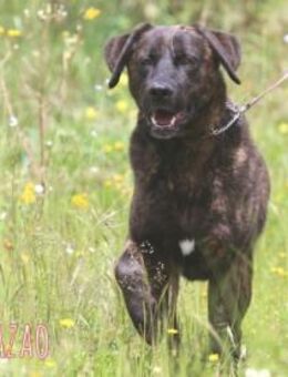 Frazao sucht sportliche Menschen - Untergruppenbach