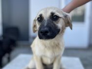 Blair - Tolle Junghündin sucht Zuhause - Berlin