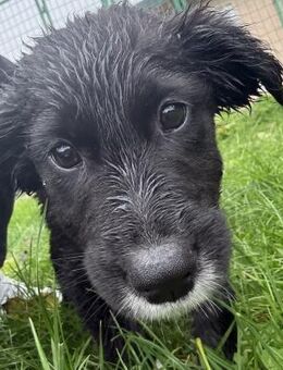 Debbie - verspielte junge Hündin - Berlin
