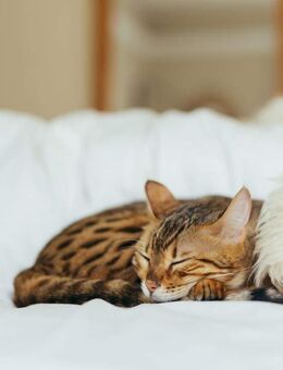 Einziehen und wohlfühlen - Schlüsselfertige Häuser von Bien-Zenker! - Südlohn