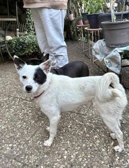 Unsere zarte Seele IDA... - Koblenz