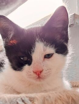 -Bowie- Schwarz/Weiß Mix Kitten | Junge - Hannover