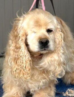 LILOU - Traumplatz gesucht....... - Kempen