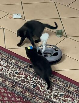 Kitten suchen neues Zuhause - Essen