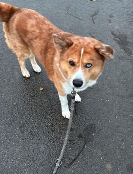 Riley sucht neues Zuhause!! - Ralingen