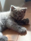Britisch Kurzhaar Kitten in 55543