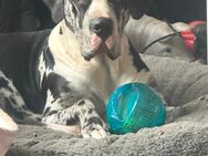 Deutsche Dogge Rüde - Greven Zentrum