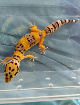 Baby Leopardgecko abzugeben – futterfest & handzahm Geboren am 01.06.2025 - Villingen-Schwenningen