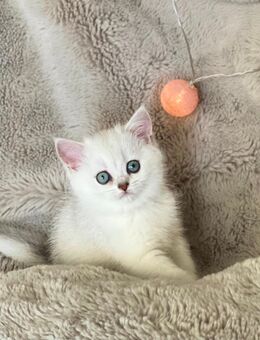Britisch Kurzhaar (BKH) Kitten - Dortmund Wambel