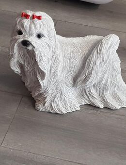 Malteser Hund Dekofigur lebensecht - Stolberg (Rheinland, Kupferstadt)