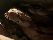 Boa constrictor Imperator Abgottschlange kaiserboa - Berlin Friedrichshain-Kreuzberg