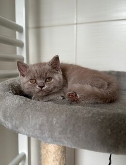 Seltene Farbe- BKH Kitten /2-männliche - Werlte