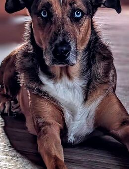 Malinois Australien Sheppard Mix sucht Traum zu Hause - Dierdorf