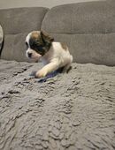 Französische Bulldogge welpen abzugeben in 84503