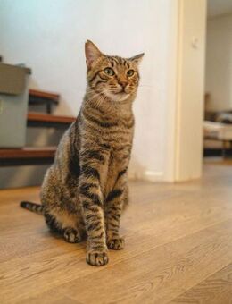 Rancho, behutsames Katerchen,1J in 83064 - Vaterstetten