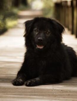 Neo sucht dringend eine Familie - Weyhe