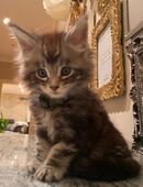 7 Reinrassige wundervolle Maine Coon Kitten mit Abstammungsnachweis in 46238