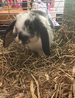 Zwergkanninchen paar sucht - Hattingen