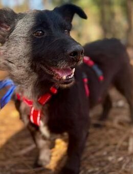 Pumba - liebevoller Senior sucht dich! - Velbert