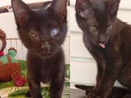 Bruno und Blacky aus dem Tierschutz - Grevenbroich