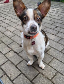 Schweren Herzens müssen wir uns von unserem Hund Toffy trennen - Iserlohn