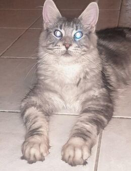 Maine Coon Katerchen mit Stammbaum - Murrhardt