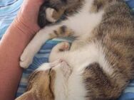 Gigi, lebhaftes Katzenmädchen, ca. 4 M - Vaterstetten