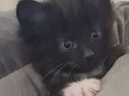 Maine Coon Zwerge - Bretten