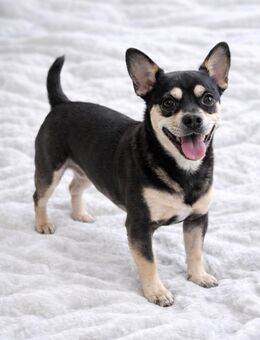 Französische Bulldoggen Frusky keine Qualzucht - Feucht