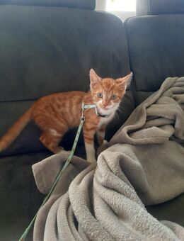 Kater 18 Wochen, ganz junge Katze, rot, so lieb - Brilon