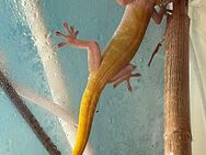 Vietnamesischer Goldgekko Gecko mit Terrarium und Beleuchtung. - Berlin