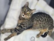 Guritza Freundlich entspannter Tiger - Unterföhring