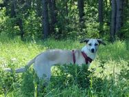 Ivy, sucht aktives Zuhause - Seefeld (Bayern)