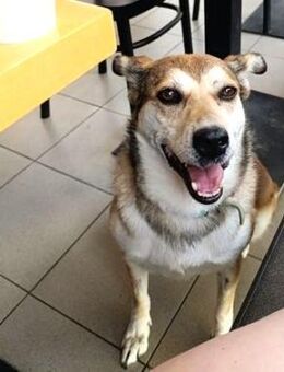 Dankbare - K R A L Y A - - Kempen